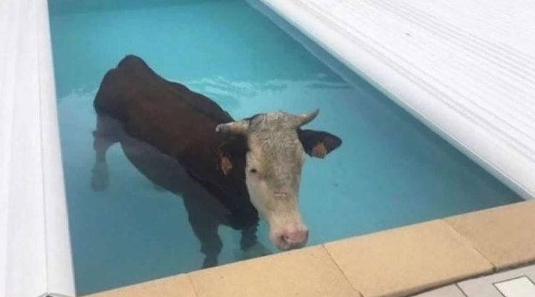 Confusing Pictures That Will Leave You Laughing
