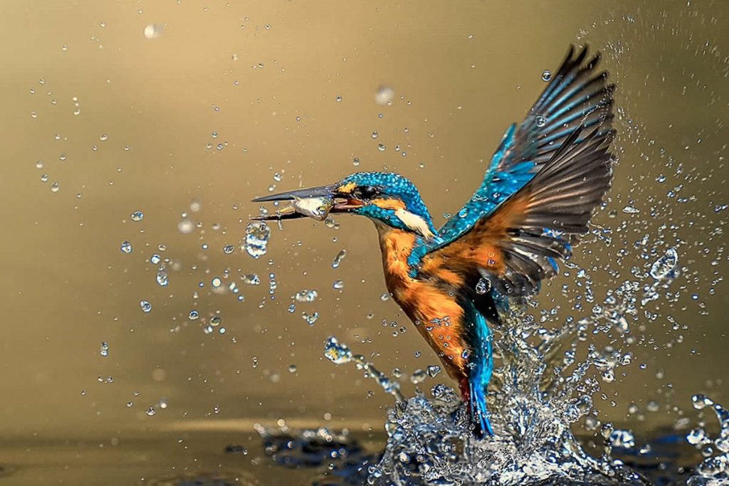 Enchanting Bird Photos That Capture the Wild Beauty of Indian Forests