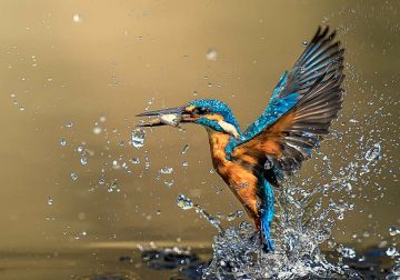 Enchanting Bird Photos That Capture the Wild Beauty of Indian Forests