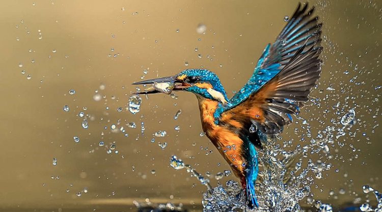 Enchanting Bird Photos That Capture the Wild Beauty of Indian Forests