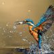 Enchanting Bird Photos That Capture the Wild Beauty of Indian Forests