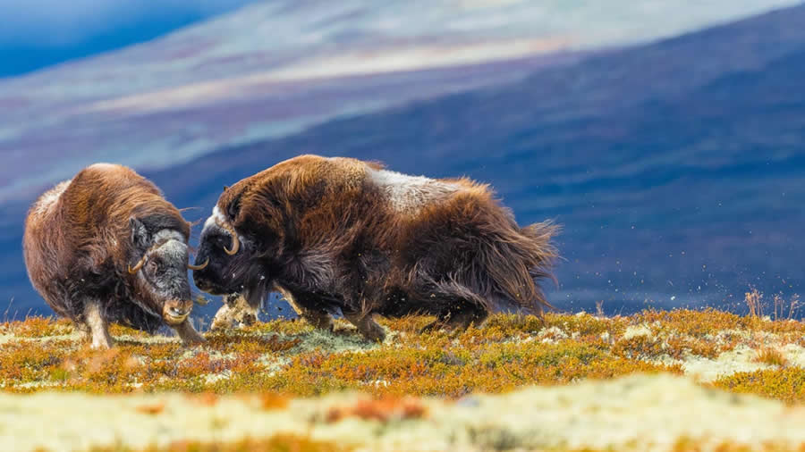 2025 Environmental Photography Awards Winners
