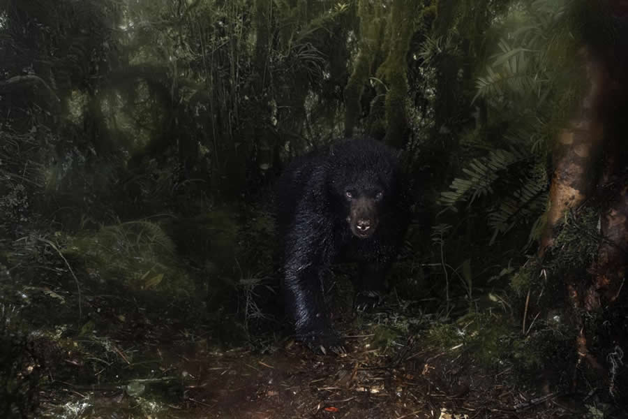 2025 Environmental Photography Awards Winners
