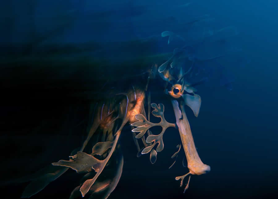 2025 Environmental Photography Awards Winners