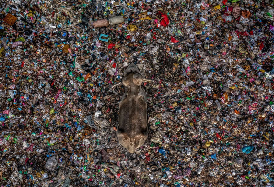 2025 Environmental Photography Awards Winners
