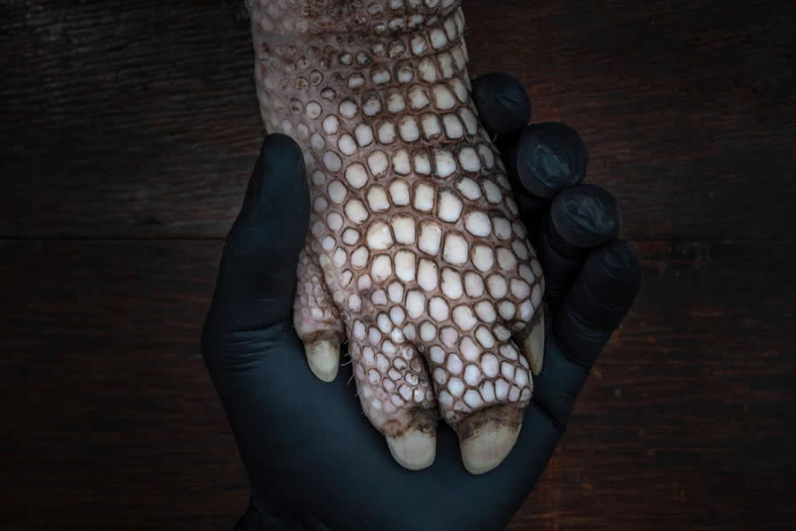 2025 Environmental Photography Awards Winners