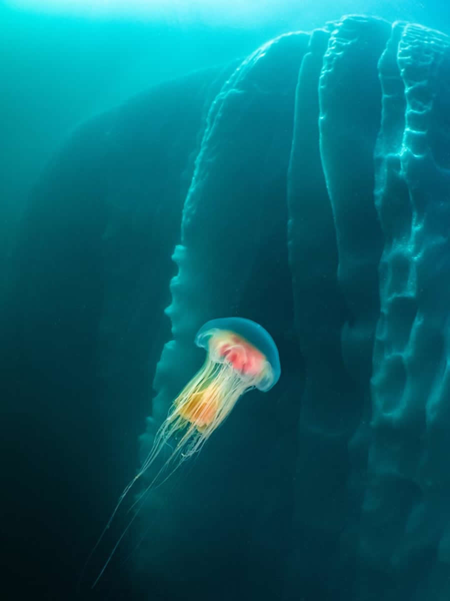 2025 Environmental Photography Awards Winners