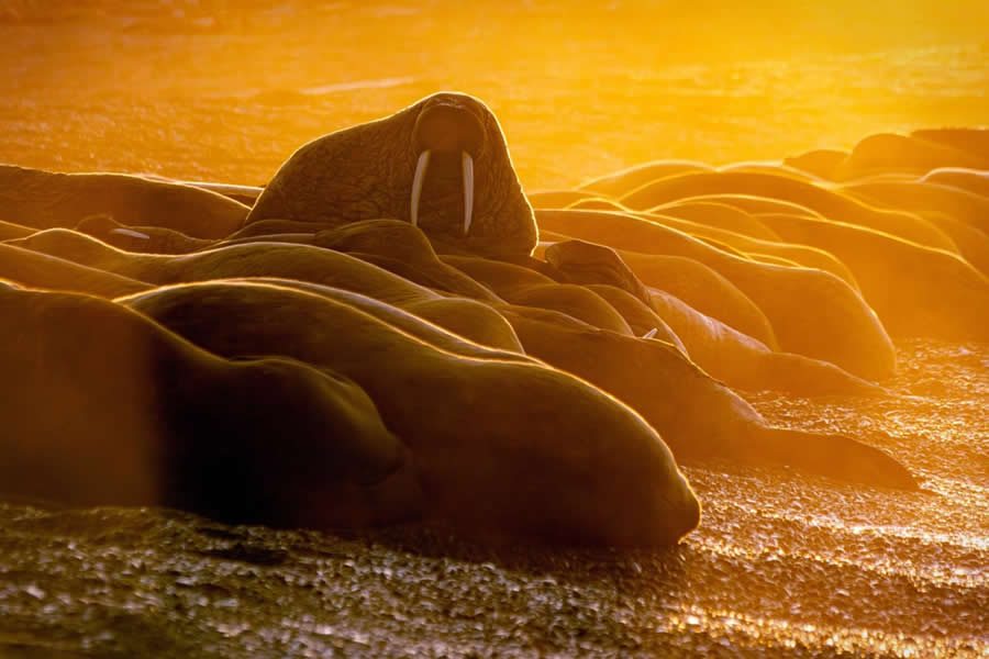 2025 Environmental Photography Awards Winners
