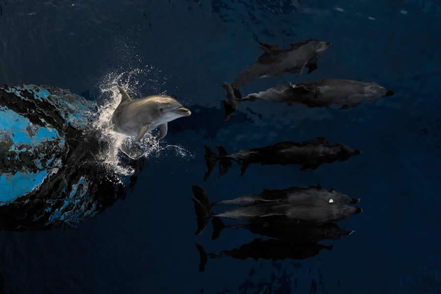 2025 Environmental Photography Awards Winners