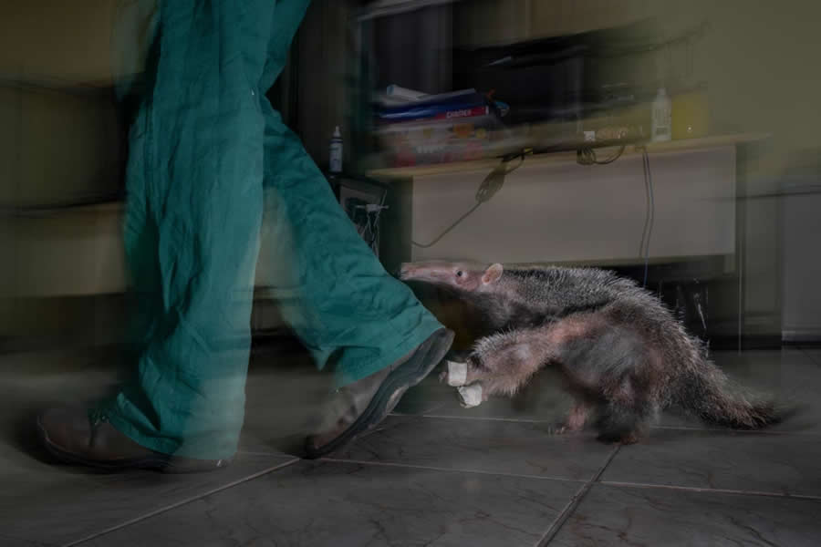 2025 Environmental Photography Awards Winners