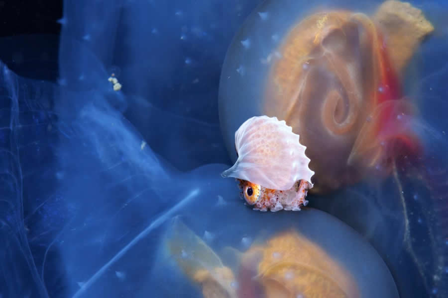 2025 Environmental Photography Awards Winners