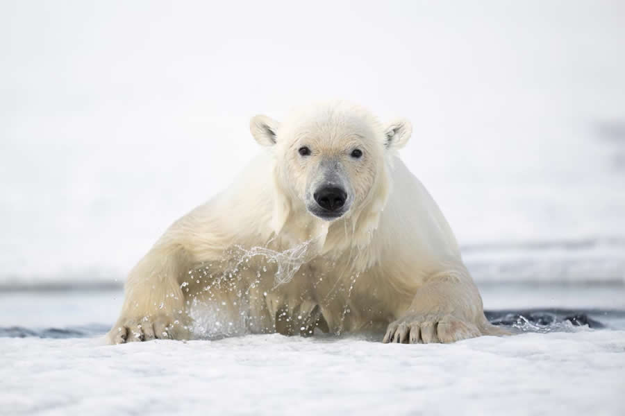 2025 Environmental Photography Awards Winners