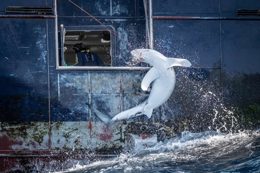 2025 Environmental Photography Awards Winners