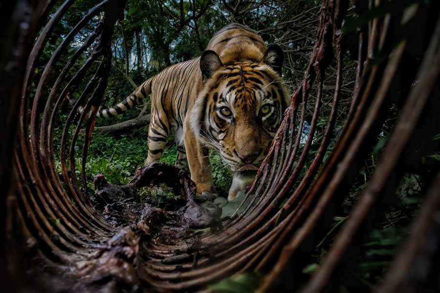 2025 Environmental Photography Awards Winners