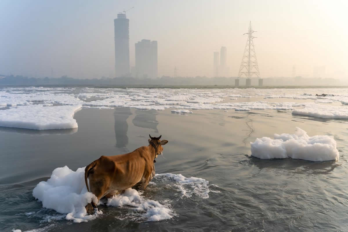 2025 Environmental Photography Awards Winners
