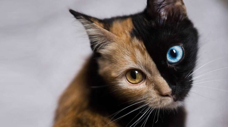 Fascinating Animals With Extraordinary Features