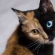 Fascinating Animals With Extraordinary Features