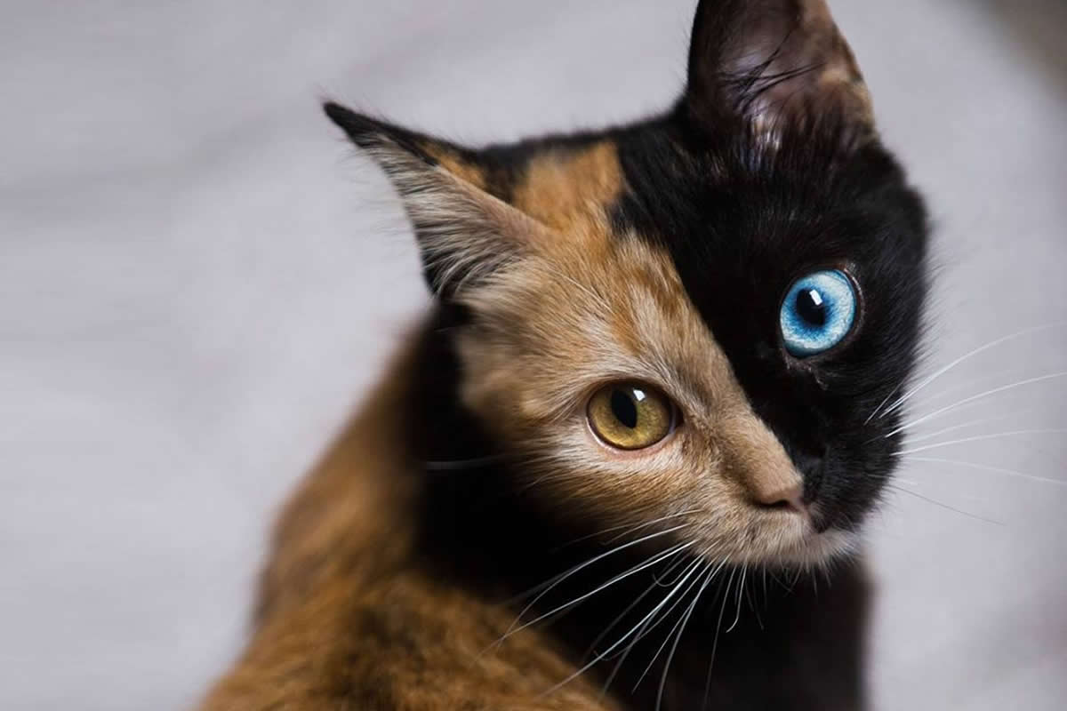 Fascinating Animals With Extraordinary Features