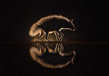 2025 Fine Art Photography Awards Winners