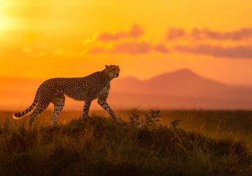 2025 Fine Art Photography Awards Wildlife Winners