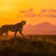 2025 Fine Art Photography Awards Wildlife Winners