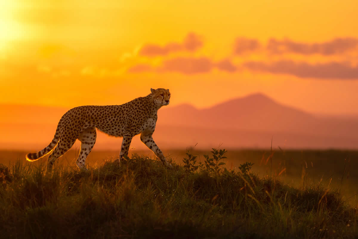 2025 Fine Art Photography Awards Wildlife Winners