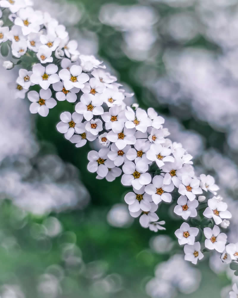 Dreamlike Flower Photographs by Ayuta Mori