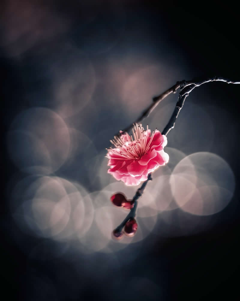 Dreamlike Flower Photographs by Ayuta Mori