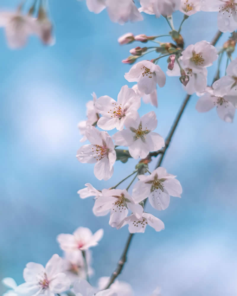 Dreamlike Flower Photographs by Ayuta Mori