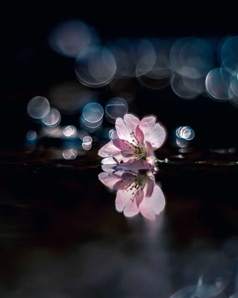 Dreamlike Flower Photographs by Ayuta Mori
