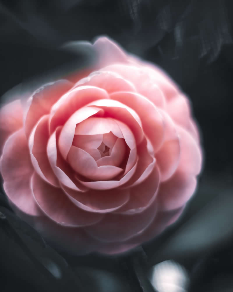 Dreamlike Flower Photographs by Ayuta Mori