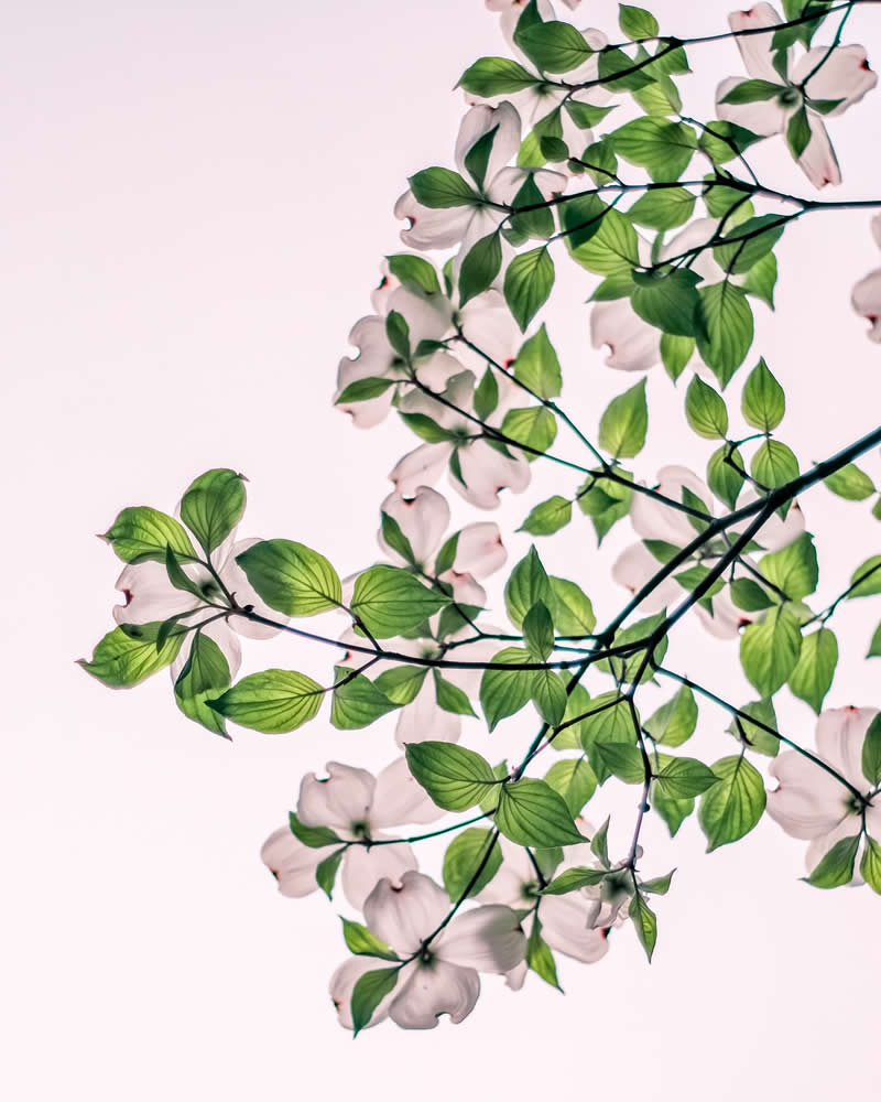 Dreamlike Flower Photographs by Ayuta Mori
