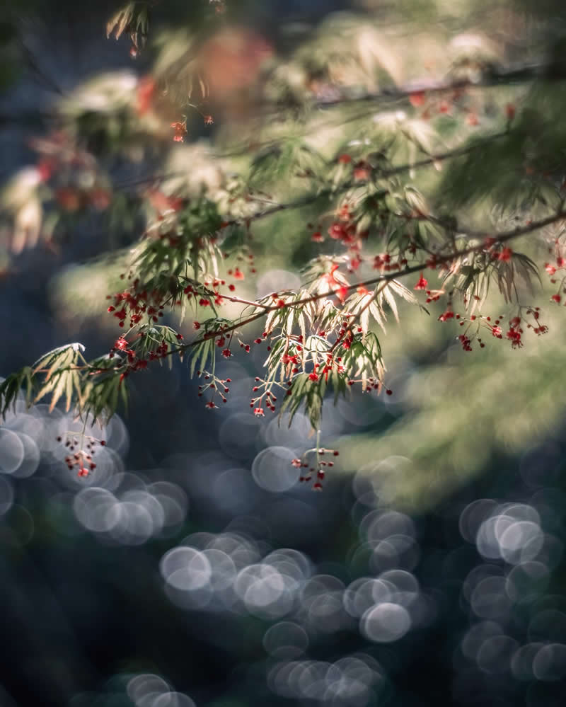 Dreamlike Flower Photographs by Ayuta Mori