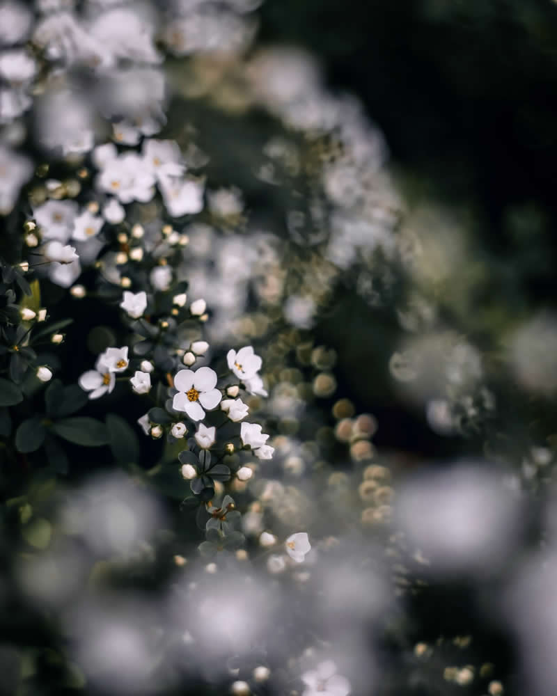 Dreamlike Flower Photographs by Ayuta Mori