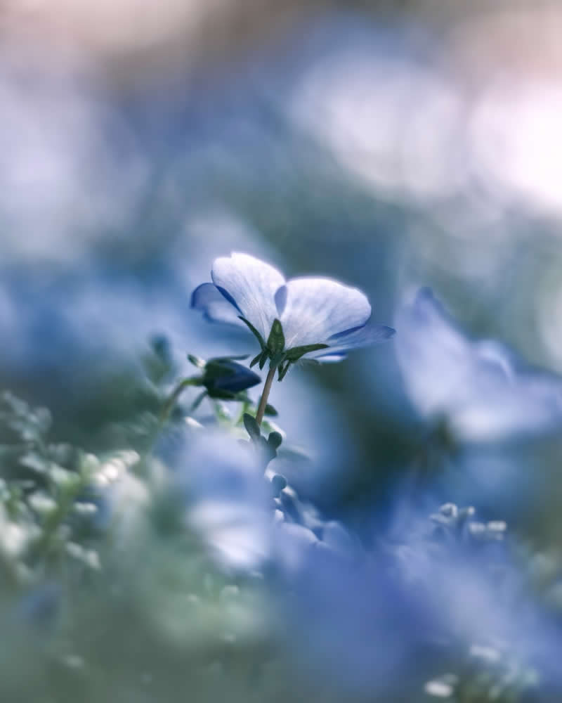 Dreamlike Flower Photographs by Ayuta Mori