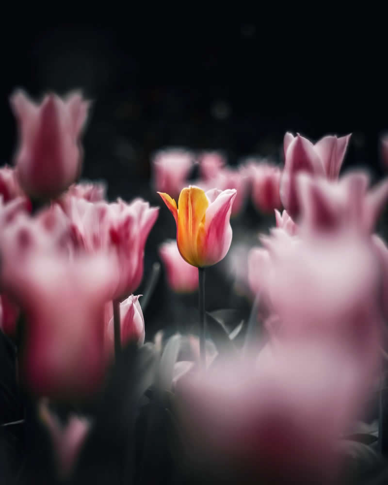 Dreamlike Flower Photographs by Ayuta Mori