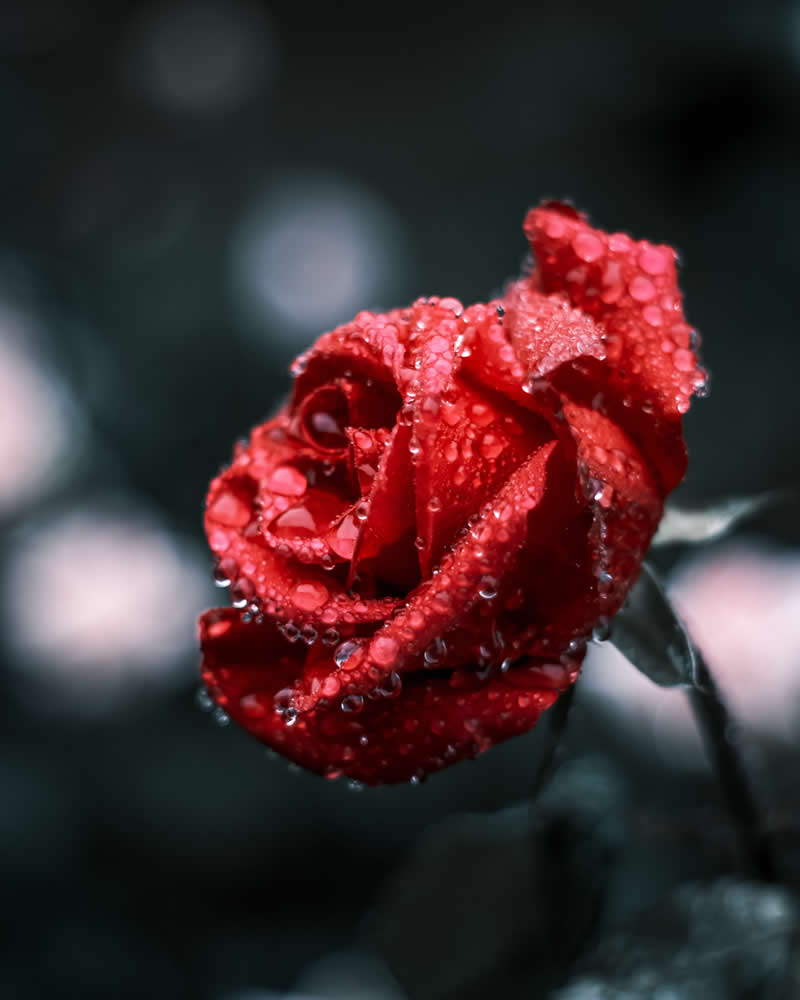 Dreamlike Flower Photographs by Ayuta Mori