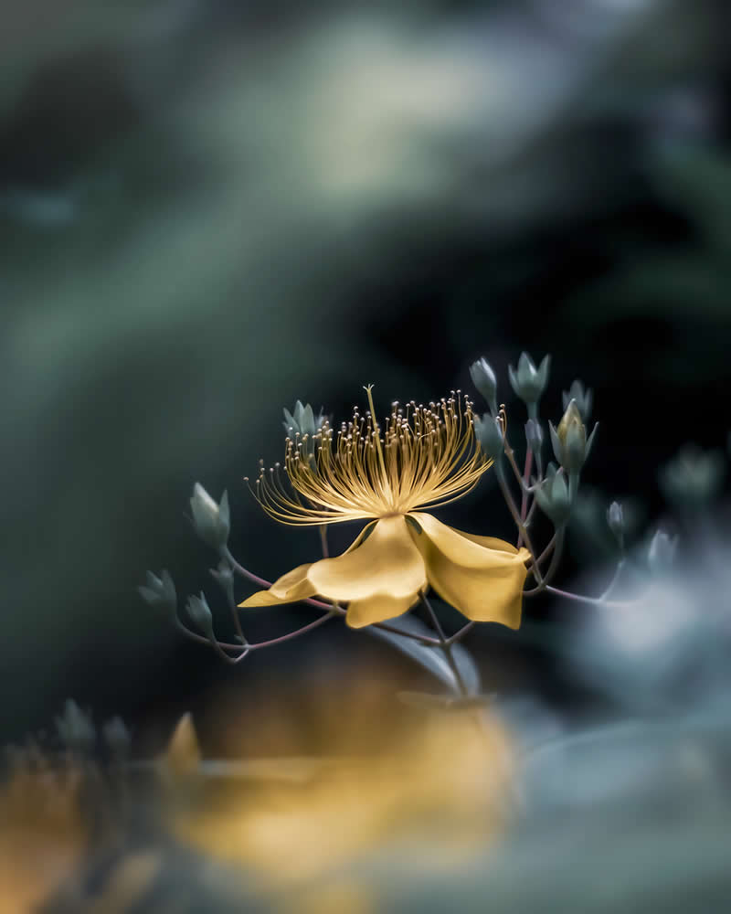 Dreamlike Flower Photographs by Ayuta Mori