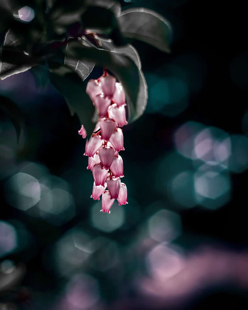 Dreamlike Flower Photographs by Ayuta Mori