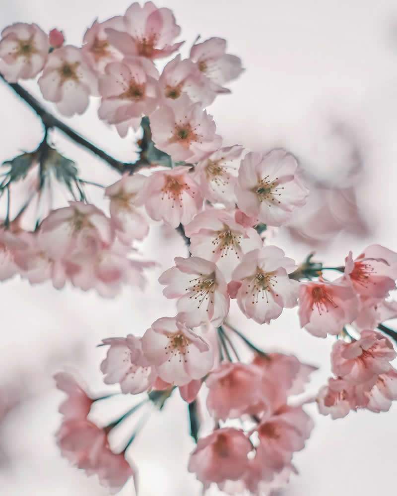 Dreamlike Flower Photographs by Ayuta Mori