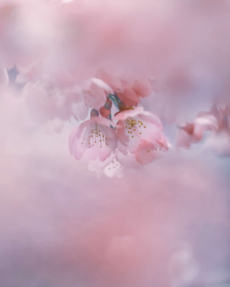 Dreamlike Flower Photographs by Ayuta Mori