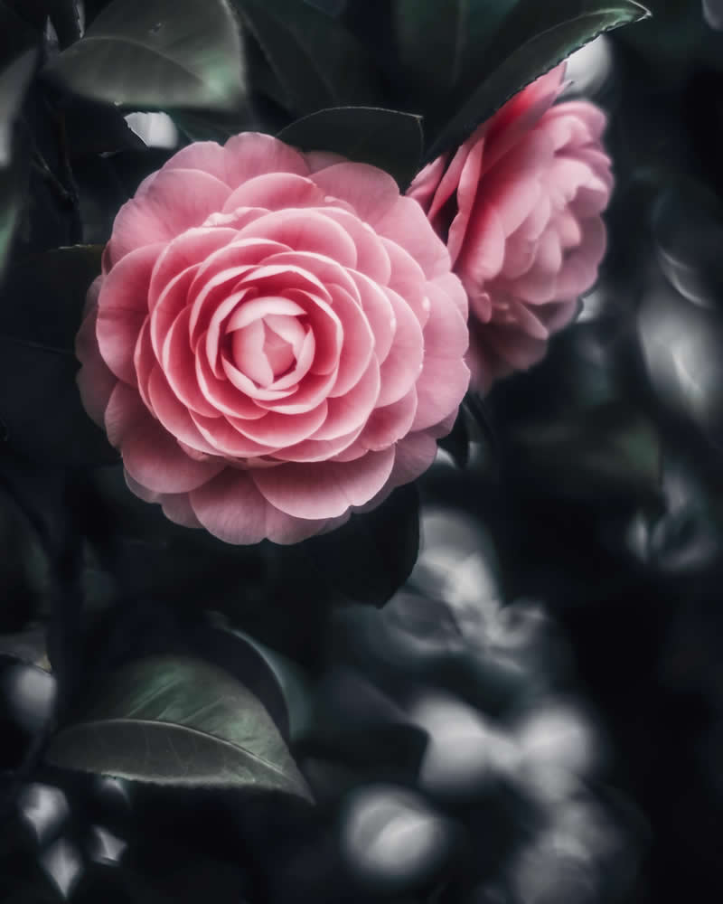 Dreamlike Flower Photographs by Ayuta Mori