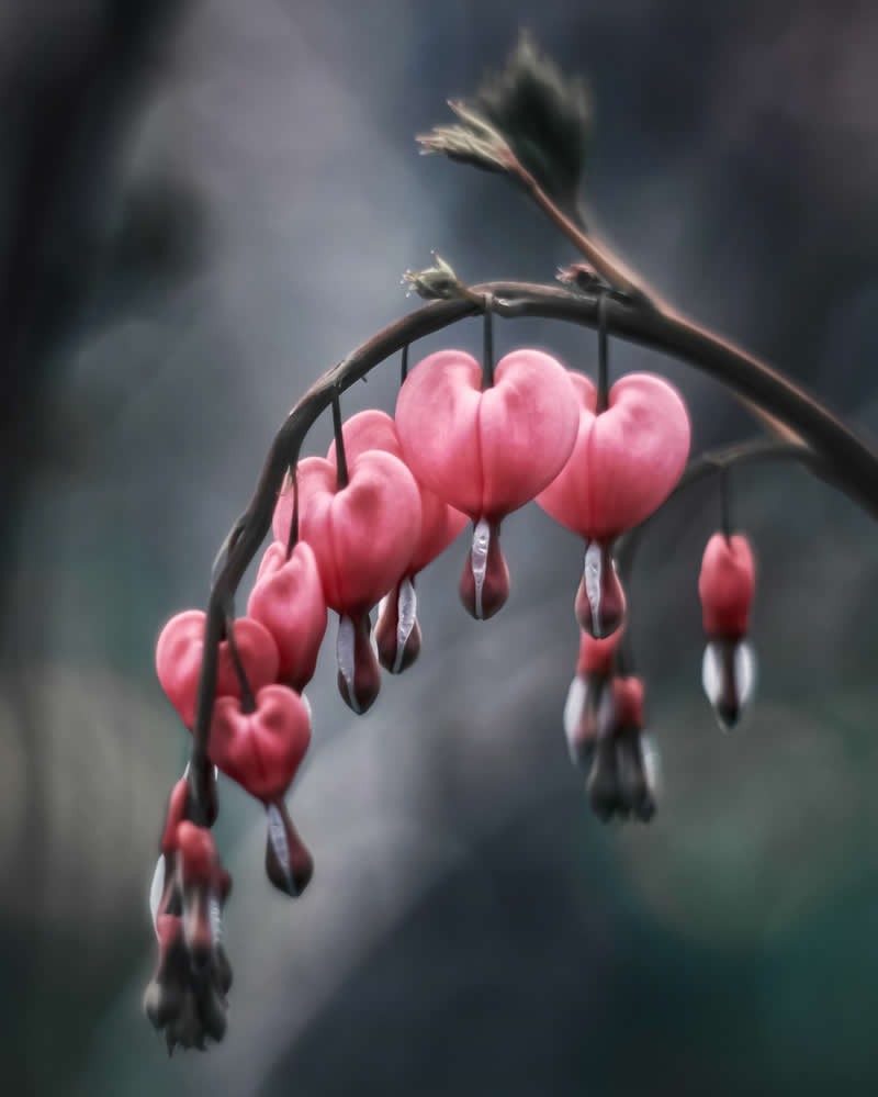 Dreamlike Flower Photographs by Ayuta Mori