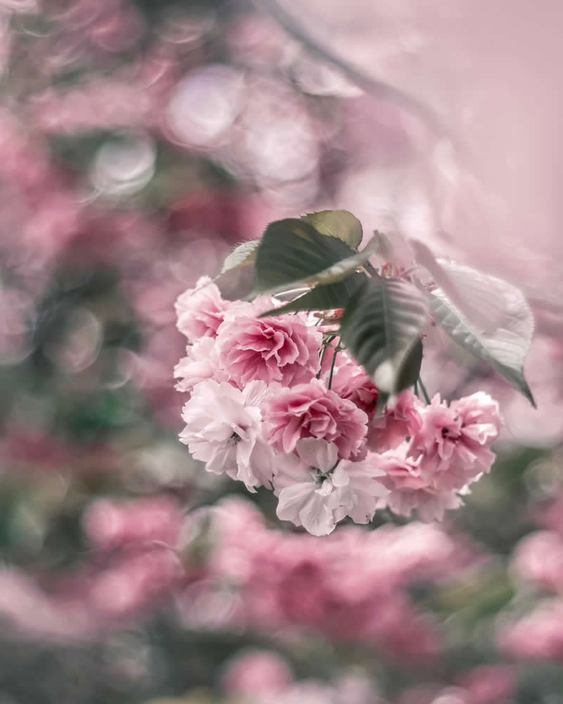 Dreamlike Flower Photographs by Ayuta Mori