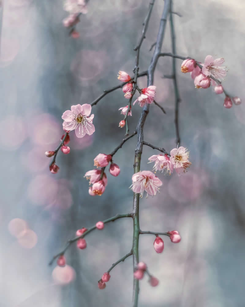Dreamlike Flower Photographs by Ayuta Mori