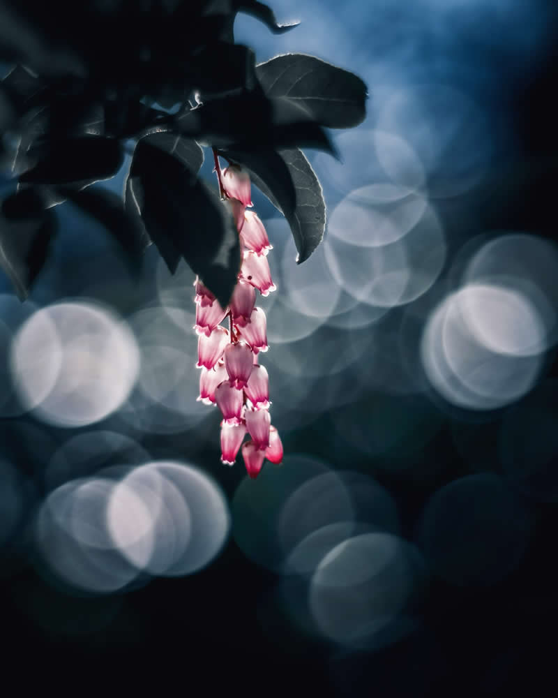 Dreamlike Flower Photographs by Ayuta Mori