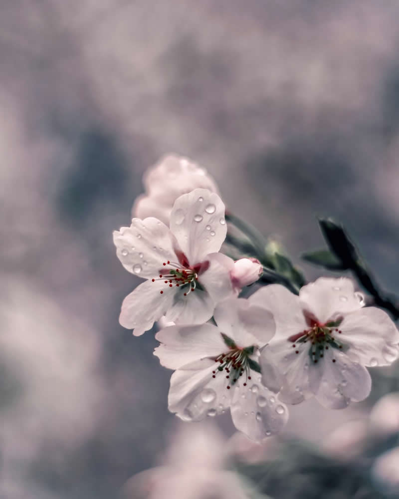 Dreamlike Flower Photographs by Ayuta Mori