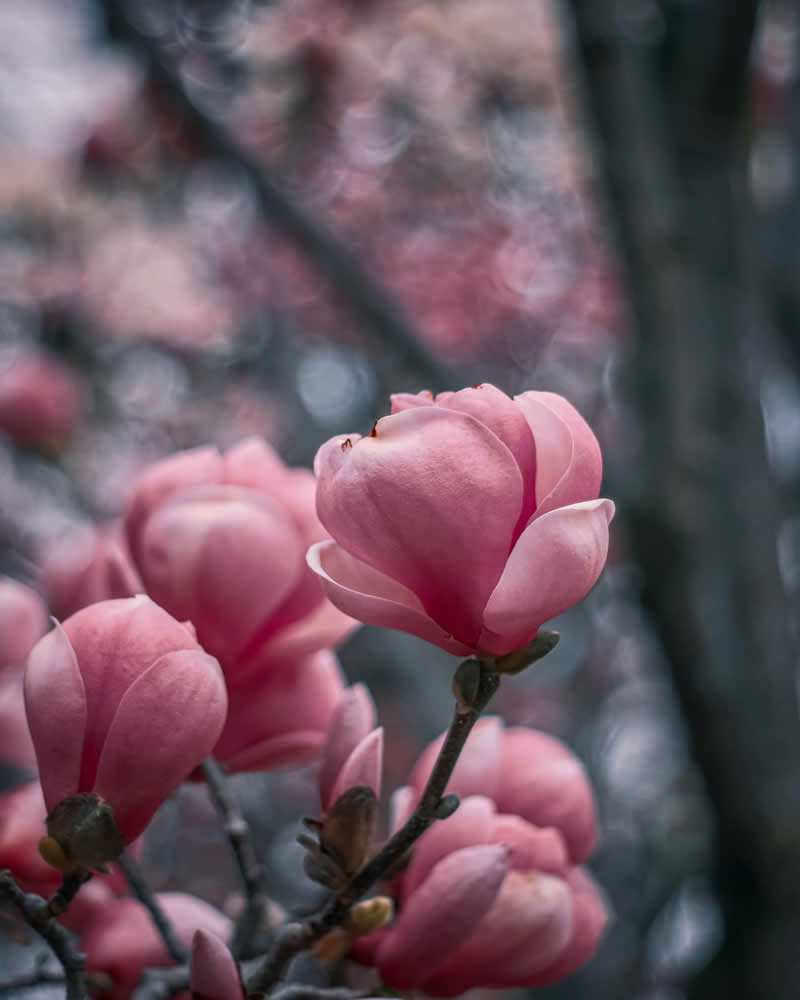 Dreamlike Flower Photographs by Ayuta Mori