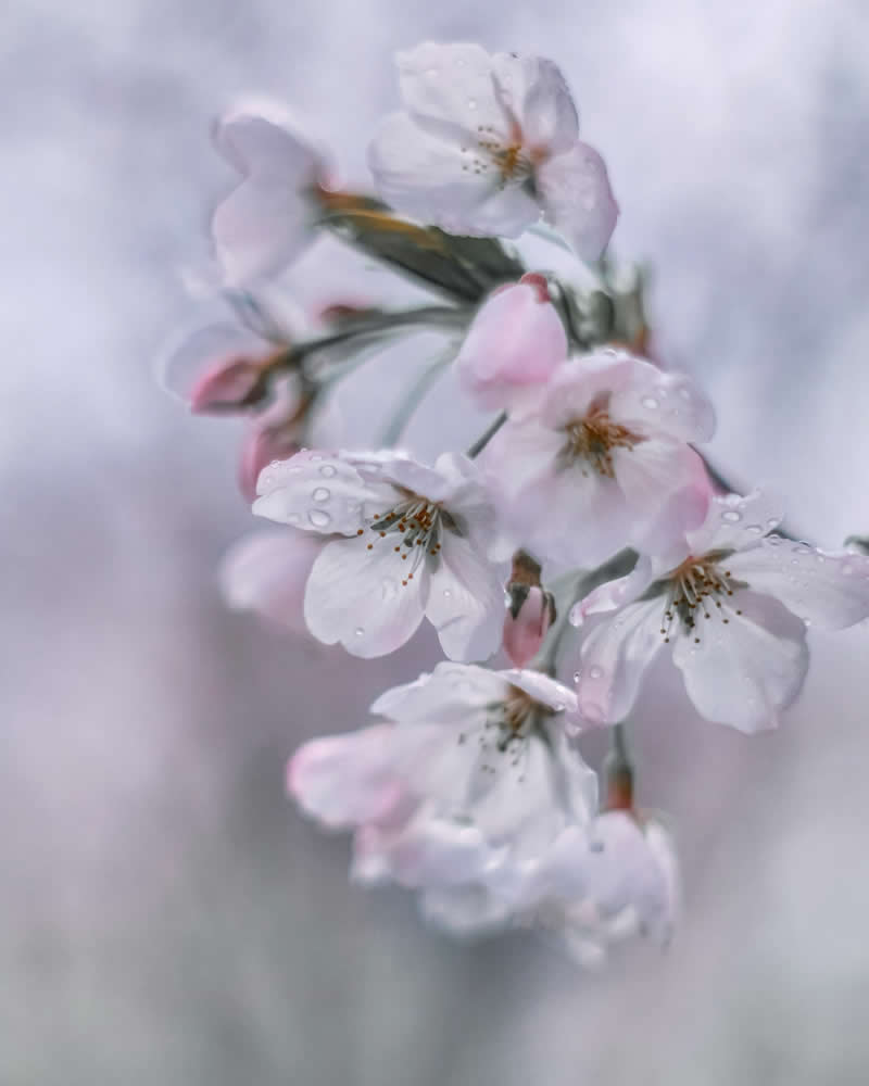 Dreamlike Flower Photographs by Ayuta Mori