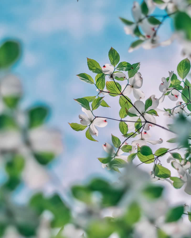 Dreamlike Flower Photographs by Ayuta Mori